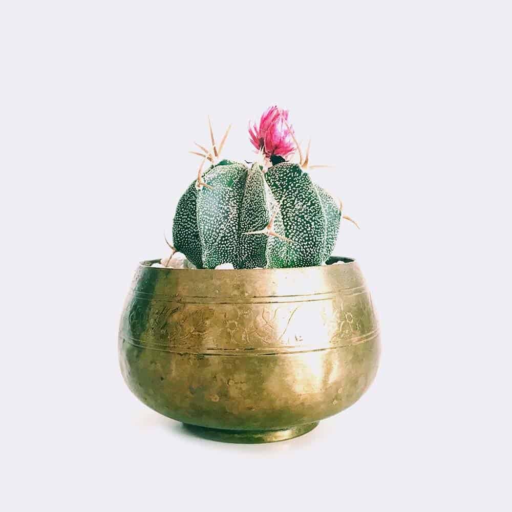 cactus6-free-img Star Cactus