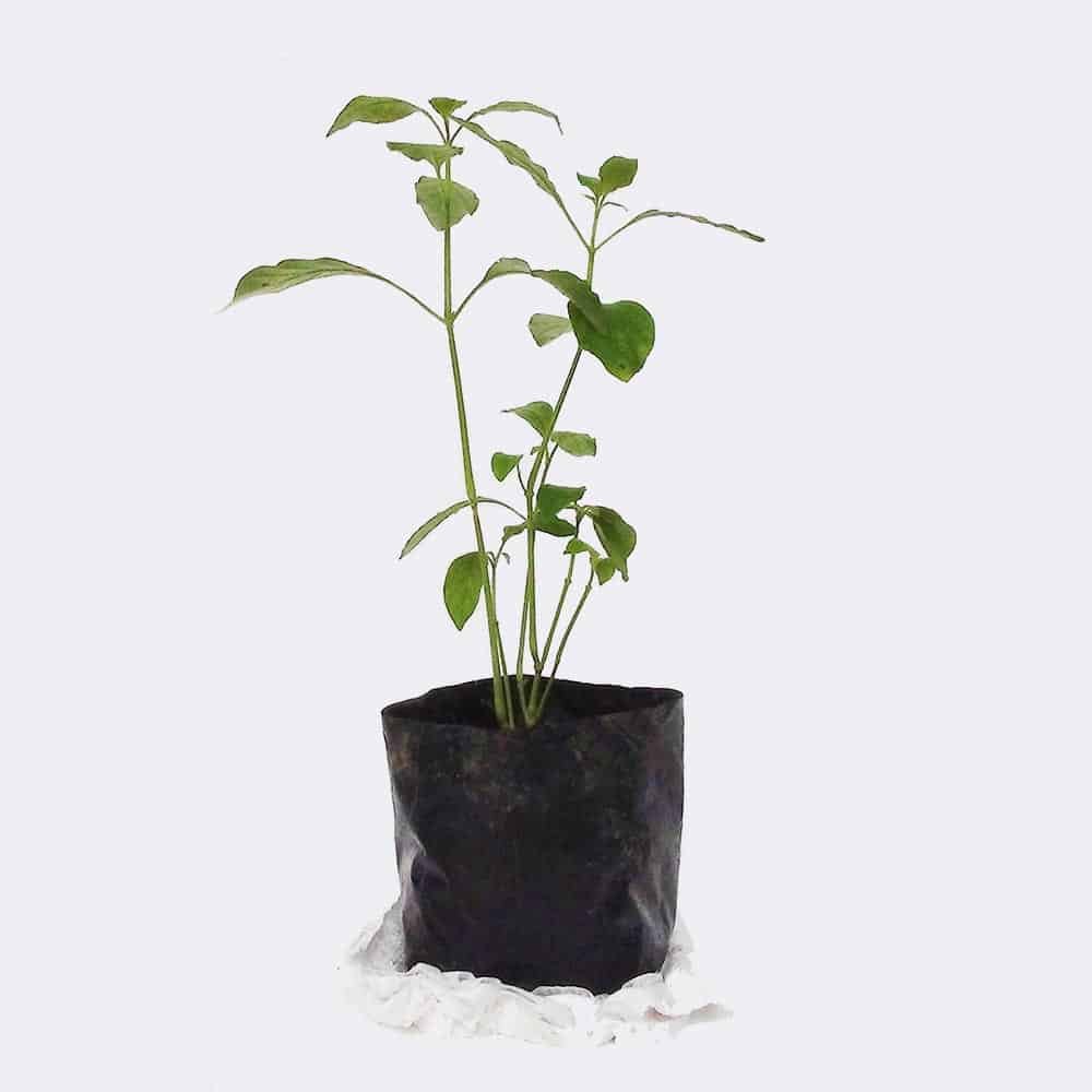 plant2-free-img Aluminum Plant